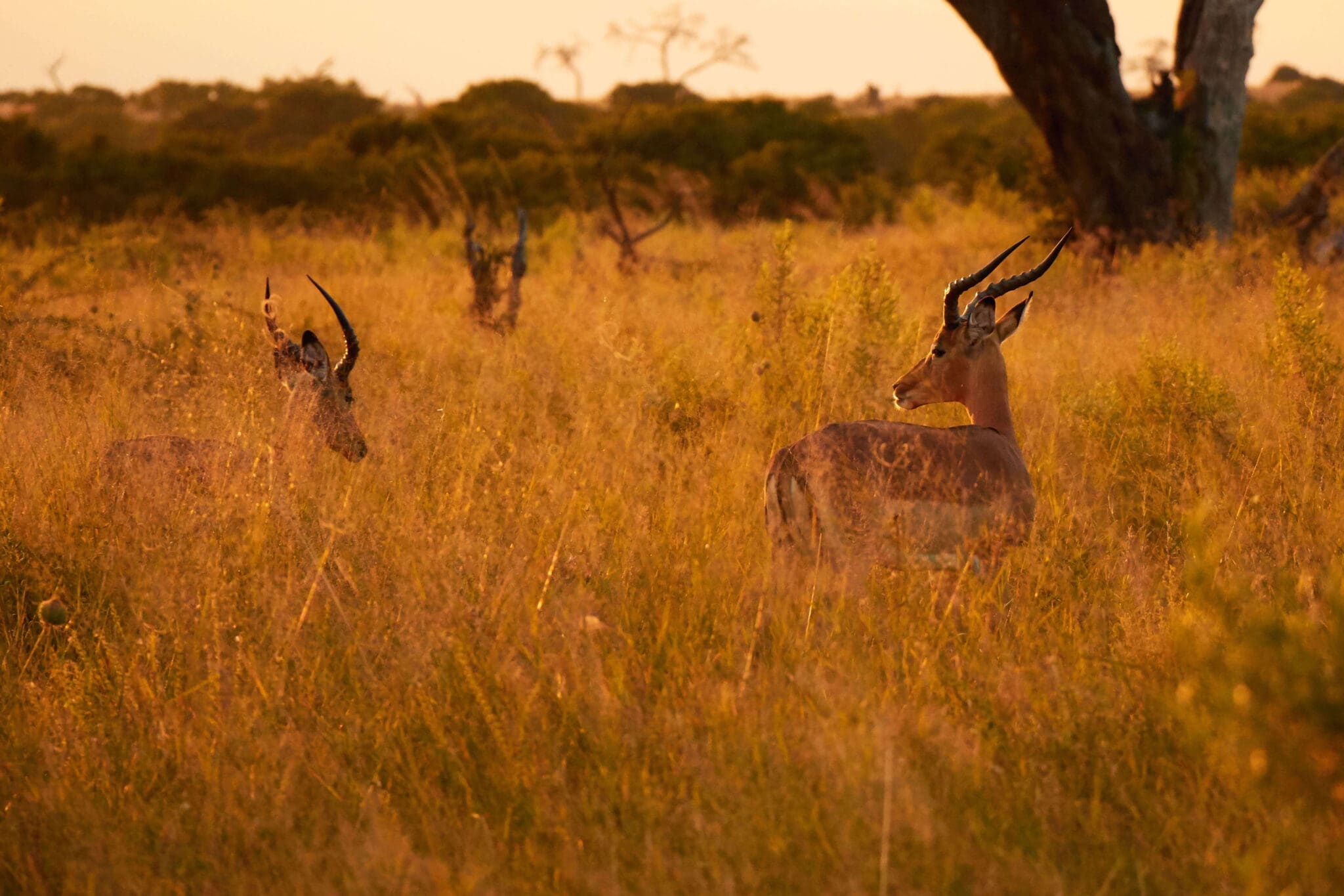 Safari Selections Botswana Safari Selections Botswana